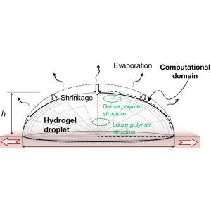 Dropwise gelation–dehydration kinetics during drop–on– demand printing of hydrogel–based materials